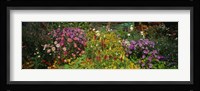 Close-up of flowers, Muren, Switzerland Fine Art Print