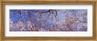 Low angle view of cherry blossom trees, Washington State, USA Fine Art Print