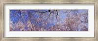 Low angle view of cherry blossom trees, Washington State, USA Fine Art Print