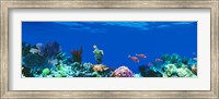 Underwater, Caribbean Sea Fine Art Print
