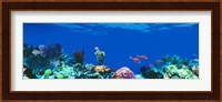 Underwater, Caribbean Sea Fine Art Print