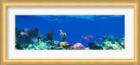 Underwater, Caribbean Sea Fine Art Print