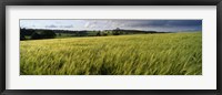Barley Field, Wales, United Kingdom Fine Art Print