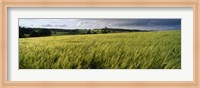 Barley Field, Wales, United Kingdom Fine Art Print