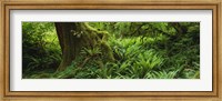 Ferns and vines along a tree with moss on it, Hoh Rainforest, Olympic National Forest, Washington State, USA Fine Art Print