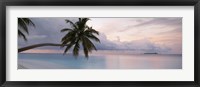 Palm tree, Indian Ocean Maldives Fine Art Print