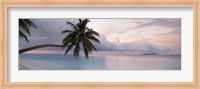 Palm tree, Indian Ocean Maldives Fine Art Print