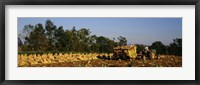 Two people harvesting tobacco, Winchester, Kentucky, USA Fine Art Print