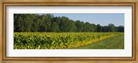 Crop of tobacco in a field, Winchester, Kentucky, USA Fine Art Print