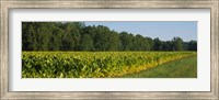 Crop of tobacco in a field, Winchester, Kentucky, USA Fine Art Print
