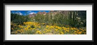 Flowers in a field, Organ Pipe Cactus National Monument, Arizona, USA Fine Art Print