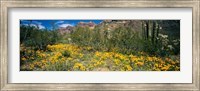 Flowers in a field, Organ Pipe Cactus National Monument, Arizona, USA Fine Art Print