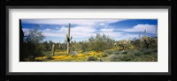 Poppies and cactus on a landscape, Organ Pipe Cactus National Monument, Arizona, USA Fine Art Print