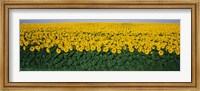 Sunflower Field, Maryland, USA Fine Art Print