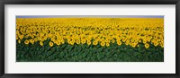 Sunflower Field, Maryland, USA Framed Print
