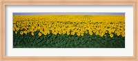 Sunflower Field, Maryland, USA Fine Art Print