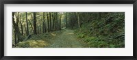 Trees In A National Park, Shenandoah National Park, Virginia, USA Fine Art Print