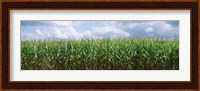 Clouds over a corn field, Christian County, Illinois, USA Fine Art Print