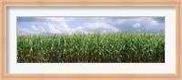 Clouds over a corn field, Christian County, Illinois, USA Fine Art Print