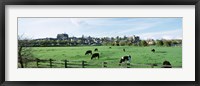 Cows grazing in a field with a city in the background, Arundel, Sussex, West Sussex, England Fine Art Print