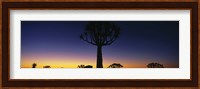 Africa, Namibia, Kokerboom Preserve, Quiver Tree Fine Art Print