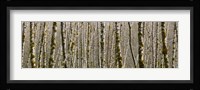 Trees in the forest, Red Alder Tree, Olympic National Park, Washington State, USA Fine Art Print