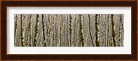 Trees in the forest, Red Alder Tree, Olympic National Park, Washington State, USA Fine Art Print