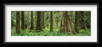 Trees in a rainforest, Hoh Rainforest, Olympic National Park, Washington State, USA Fine Art Print