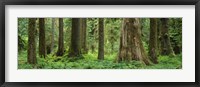 Trees in a rainforest, Hoh Rainforest, Olympic National Park, Washington State, USA Fine Art Print