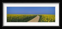 Dirt road running through an oilseed rape field, Germany Fine Art Print