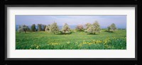 Peartrees Fields Aargau Switzerland Fine Art Print
