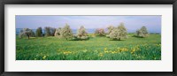 Peartrees Fields Aargau Switzerland Fine Art Print