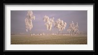 Birch Trees w\ rime Switzerland Fine Art Print