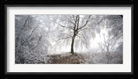Birch trees covered with snow, Switzerland Fine Art Print