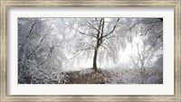 Birch trees covered with snow, Switzerland Fine Art Print