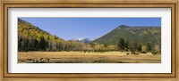 Trees on the mountainside, Kachina Peaks Wilderness, Flagstaff, Arizona, USA Fine Art Print