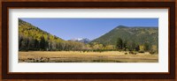 Trees on the mountainside, Kachina Peaks Wilderness, Flagstaff, Arizona, USA Fine Art Print
