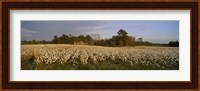 Cotton plants in a field, North Carolina, USA Fine Art Print