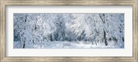 Winter, Forest, Yosemite National Park, California, USA Fine Art Print