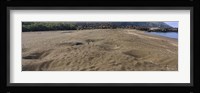 Green turtles nesting at a coast, Isabela Island, Galapagos Islands, Ecuador Fine Art Print