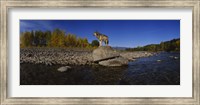 Wolf standing on a rock at the riverbank, US Glacier National Park, Montana, USA Fine Art Print