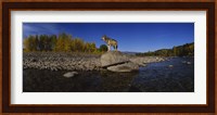 Wolf standing on a rock at the riverbank, US Glacier National Park, Montana, USA Fine Art Print