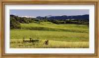 Agricultural equipment in a field, Pikes Peak, Larkspur, Colorado, USA Fine Art Print
