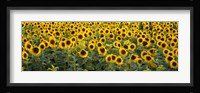 Sunflowers (Helianthus annuus) in a field, Bouches-Du-Rhone, Provence, France Fine Art Print