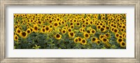 Sunflowers (Helianthus annuus) in a field, Bouches-Du-Rhone, Provence, France Fine Art Print