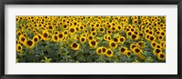 Sunflowers (Helianthus annuus) in a field, Bouches-Du-Rhone, Provence, France Fine Art Print