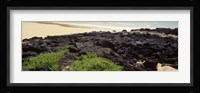 Lava rocks at a coast, Floreana Island, Galapagos Islands, Ecuador Fine Art Print