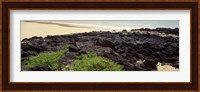 Lava rocks at a coast, Floreana Island, Galapagos Islands, Ecuador Fine Art Print