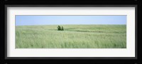 Grass on a field, Prairie Grass, Iowa, USA Fine Art Print