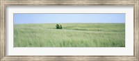 Grass on a field, Prairie Grass, Iowa, USA Fine Art Print